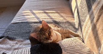 kenza pet sitter à ST FONS 69190_7