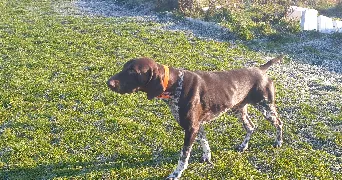 Fanny pet sitter à BURBURE 62151