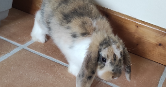 emma pet sitter à ST CYPRIEN 24220_1