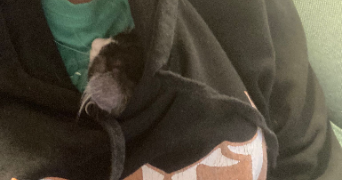 léo pet sitter à ORVAULT 44700_1