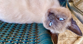 tanita pet sitter à CESSEY 25440_6