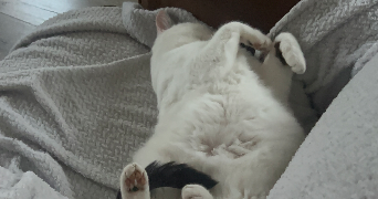 cloe pet sitter à ROUEN 76000_1