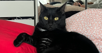 farah pet sitter à PARIS 15 75015_2