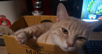 candy pet sitter à CHAMPIGNY 89340_3