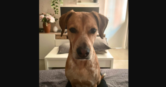 loane pet sitter à ALFORTVILLE 94140_1