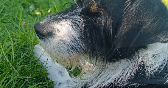 anne sophie pet sitter à MERICOURT 62680_8