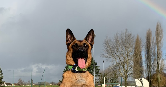 lina pet sitter à Gournay-en-Bray 76220_2