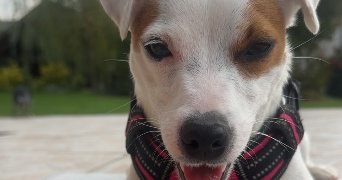 laura pet sitter à MEULERS 76510_4