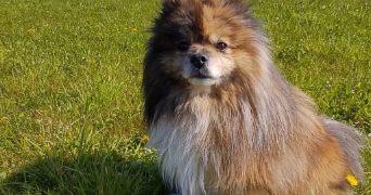 hélène pet sitter à PERRIGNY SUR L OGNON 21270_1