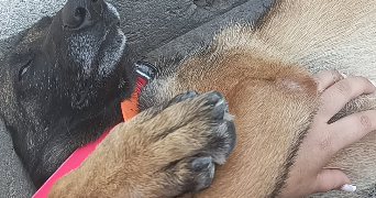 pauline pet sitter à FROUZINS 31270_8