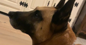 jennifer pet sitter à TURRETOT 76280_5