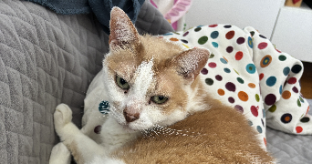 florian pet sitter à LE CHESNAY ROCQUENCOURT 78150_1