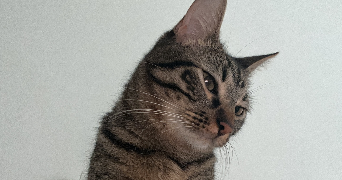 camille pet sitter à CLAMART 92140_4