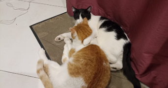 laure pet sitter à MONTROUGE 92120_2