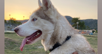 candie pet sitter à Perpignan 66000_1