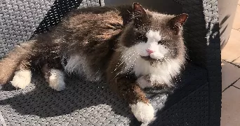 sandrine pet sitter à STE MARIE KERQUE 62370