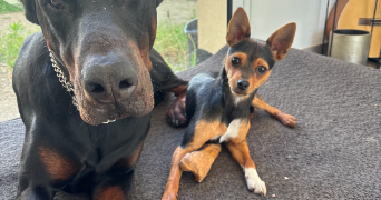 joana pet sitter à ST OUEN L AUMONE 95310_3