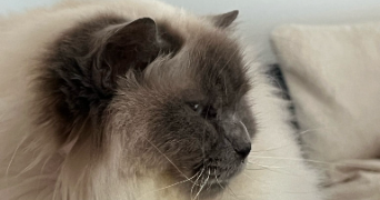 christine pet sitter à ST LEGER DE LINIERES 49170_0
