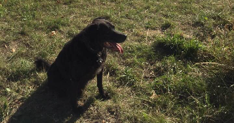 sarah pet sitter à SEYSSINET PARISET 38170_6