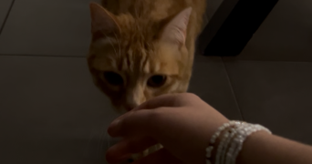 sohlene pet sitter à TRIEUX 54750_4