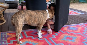 yannick pet sitter à DORLISHEIM 67120_3