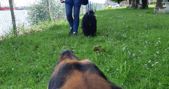 mélany dog sitter à ST AUBIN SUR QUILLEBEUF 27680_7