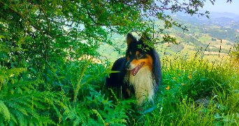 jacques dog sitter à LIT ET MIXE 40170_4