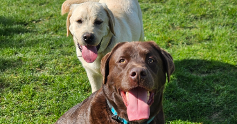 marlene pet sitter à AUNEAU BLEURY ST SYMPHORIEN 28700_50