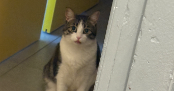 mégane pet sitter à BANDOL 83150_3