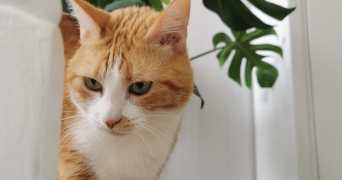 emilie pet sitter à ARPAJON 91290_2