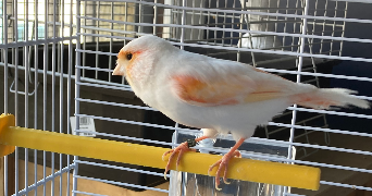 ruimin pet sitter à PARIS 13 75013_3