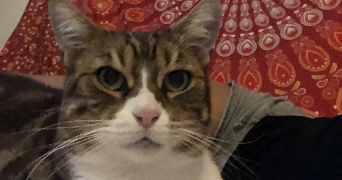 dorianne pet sitter à RIS ORANGIS 91130_2