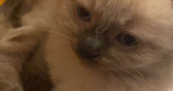 magali pet sitter à VAL DE VIRVEE 33240_3