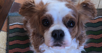 zoe pet sitter à FACHES THUMESNIL 59155_0