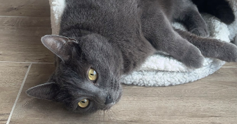 sarah pet sitter à AMNEVILLE 57360_3