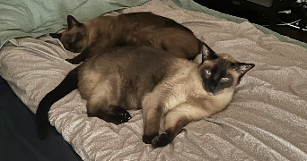 léa pet sitter à ST PRIEST 69800_3