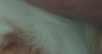 claire pet sitter à LAVAL 53000_0