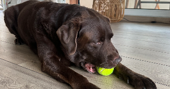 clara pet sitter à Avignon 84000_2