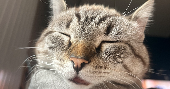 olivia pet sitter à BESANCON 25000_3