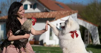 ever pet sitter à MORNAC SUR SEUDRE 17113
