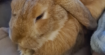 elise pet sitter à BOIS COLOMBES 92270_2