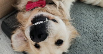 célia pet sitter à Saint-Antoine-du-Rocher 37360_3
