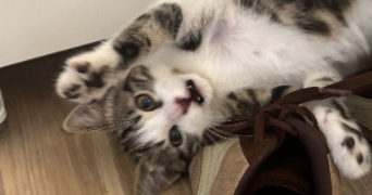 colombe pet sitter à AIX EN PROVENCE 13090_7