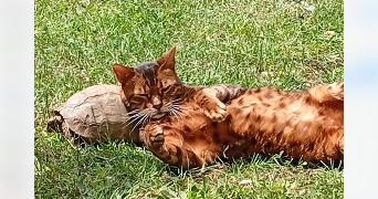 bernadette pet sitter à ERAGNY 95610_0