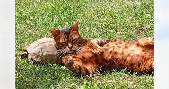 bernadette pet sitter à ERAGNY 95610