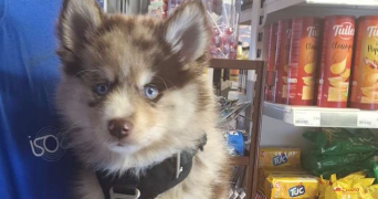 thulane pet sitter à TASSIN LA DEMI LUNE 69160_5