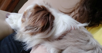 apolline pet sitter à VERSAILLES 78000_4