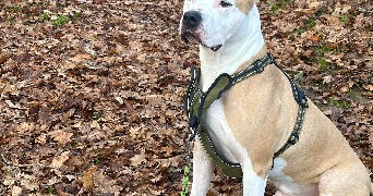 alexandra pet sitter à MORLAAS 64160_1