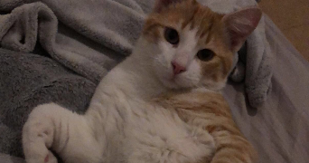 océane pet sitter à ST MANDRIER SUR MER 83430_9
