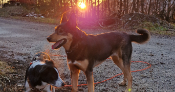 marion pet sitter à CHARBONNIERES LES BAINS 69260_4